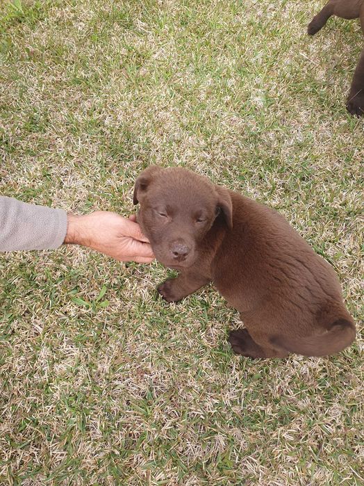 Labrador  pronta para nova familia