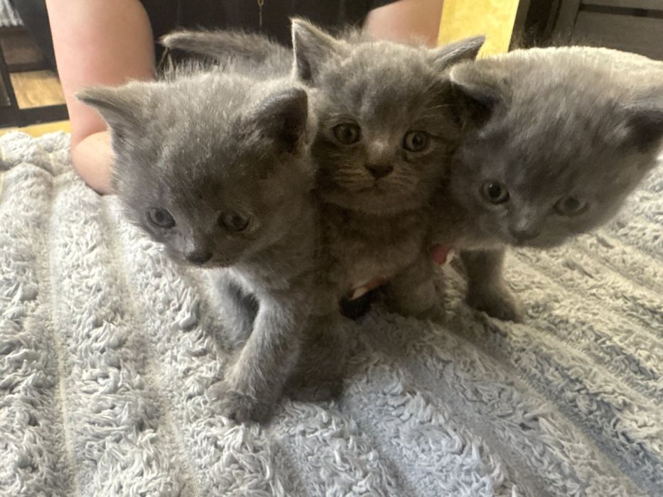 Британські прямовухі кошенята
