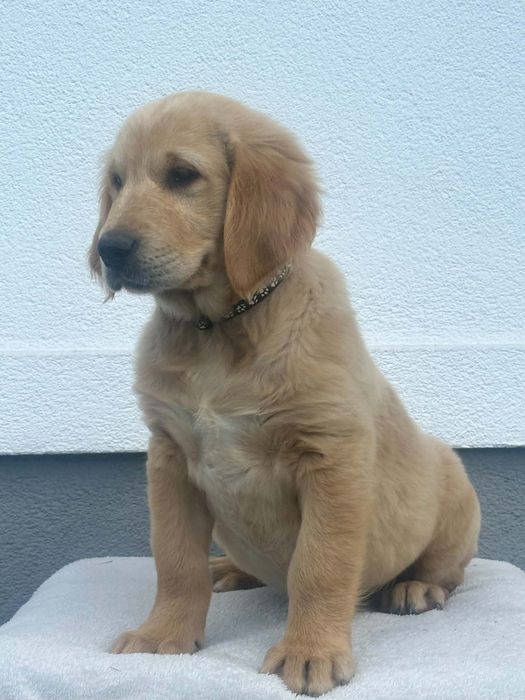 Przepiękny piesek Golden Retriever – gotowa do odbioru