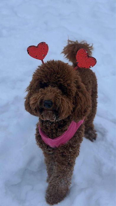 Малий ( середній) пудель цуценята в Києві