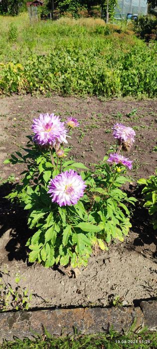 Kwiaty, karpy dalie, georginie