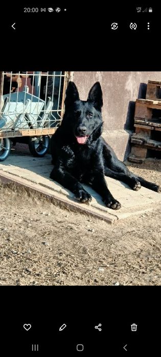 Suczka krótkowłosa