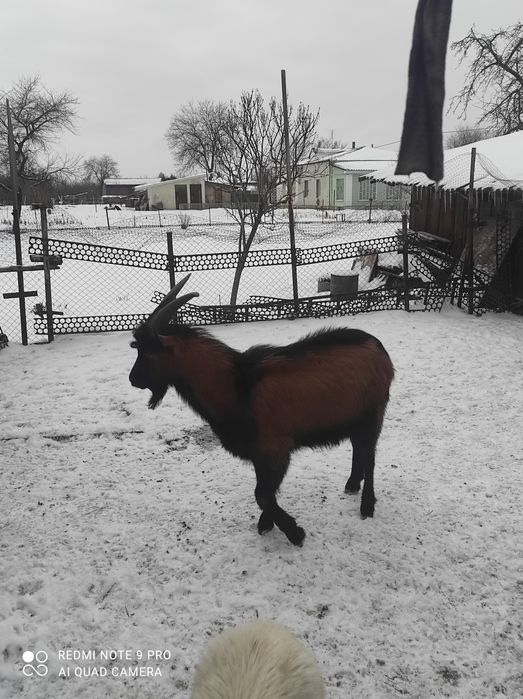 Продам      козла або паровка ваших кіз
