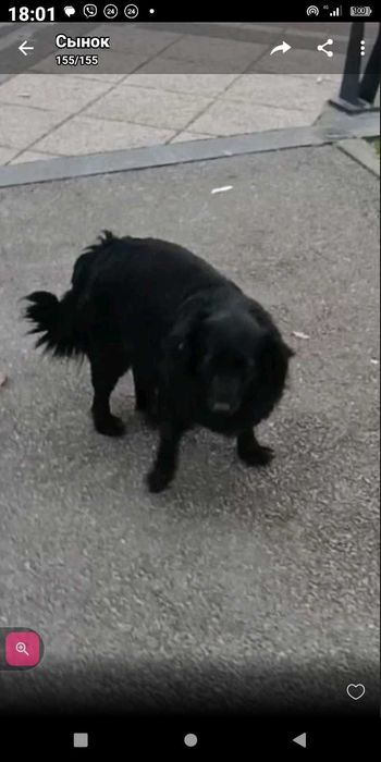 Зникла собака,звуть Буся!