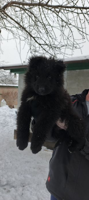 Продам щеня німецької вівчарки