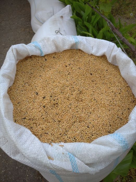 Просо Жовте провіяне