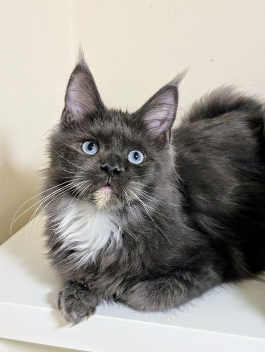 Carmen niebieska kotka Maine Coon. Zapraszamy
