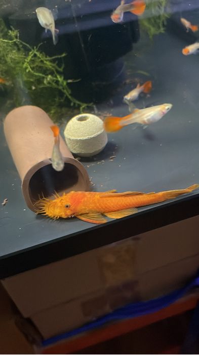 Ancistru macho super red