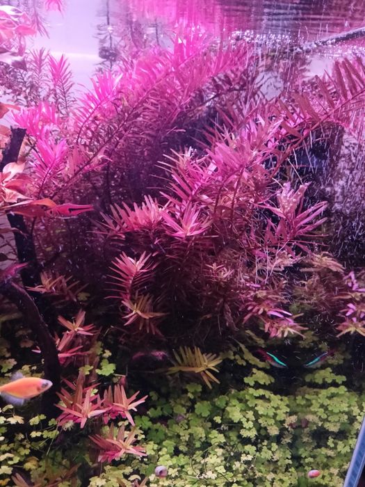 Roślinki do akwarium