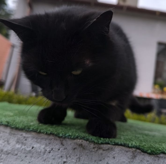 Ten kocurek potrzebuje domku