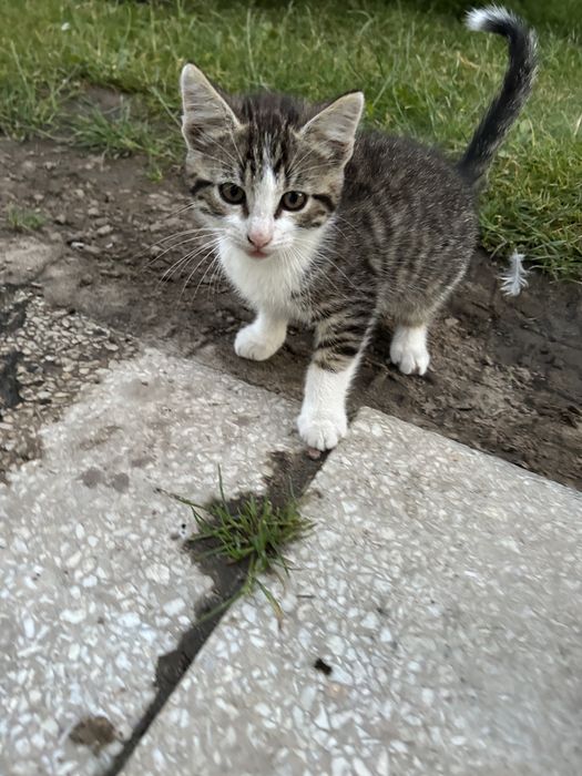 Kotki do adopcji