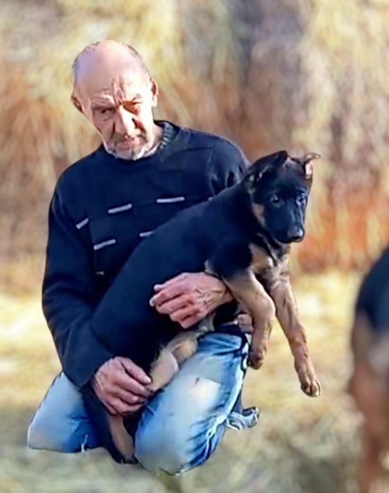 Щенки нем овчарки . питомник.