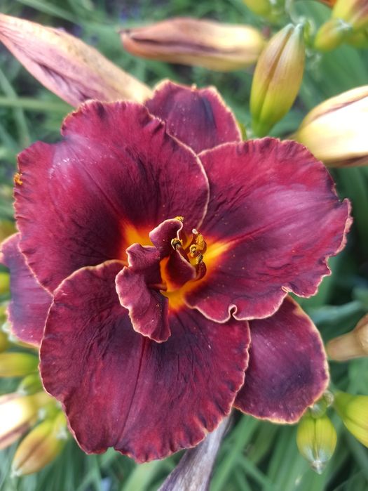 Продам лілейники