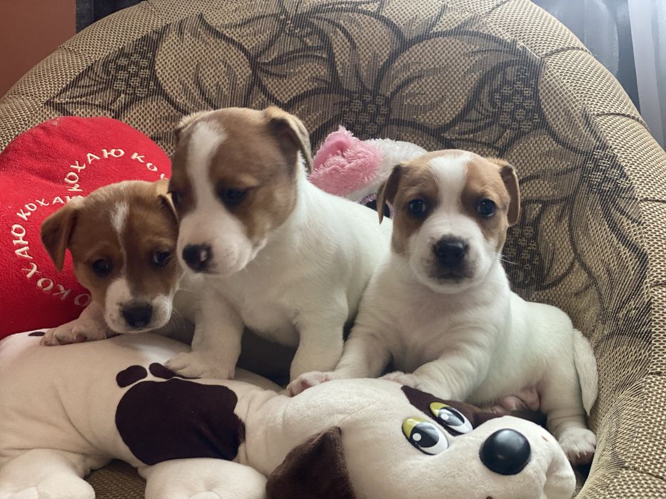 Найкращі малята, джеки