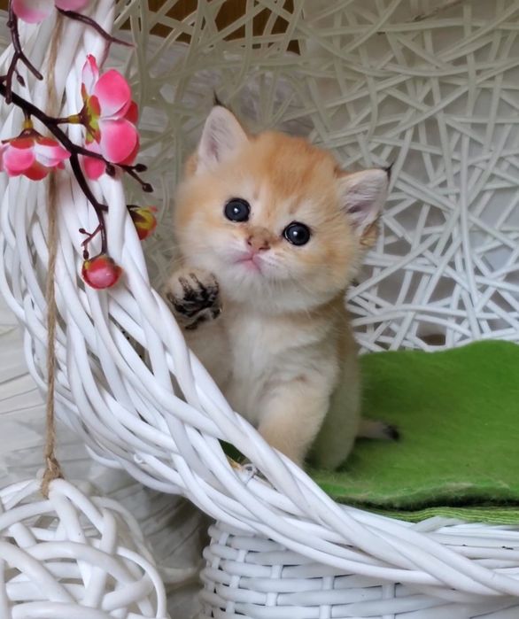 Ручные и ласковые котята, малыши золотая шиншилла