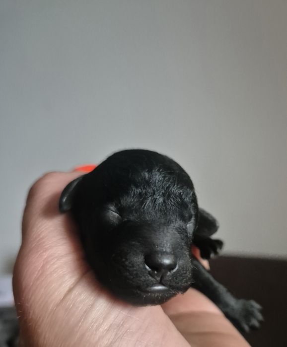 Pudel miniaturowy