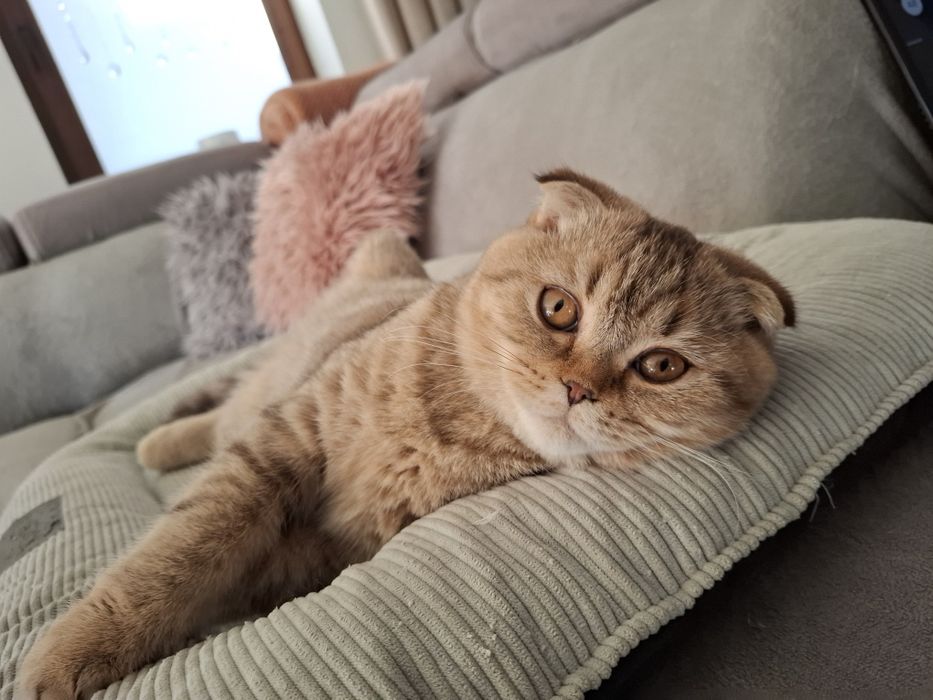 Szkocki Zwisłouchy Krótkowłosy