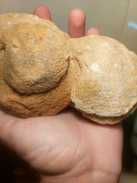 Fóssil coral colonial Jurássico Médio