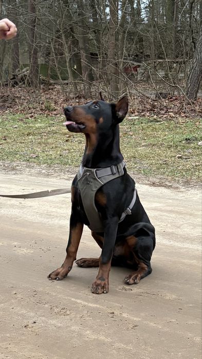 Doberman szczeniak