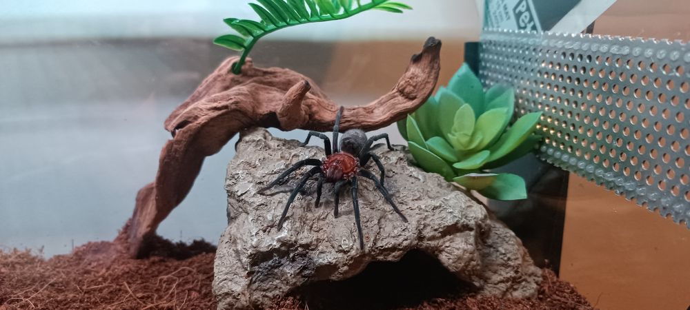 Bumba horrida samica 3.5-4 dc