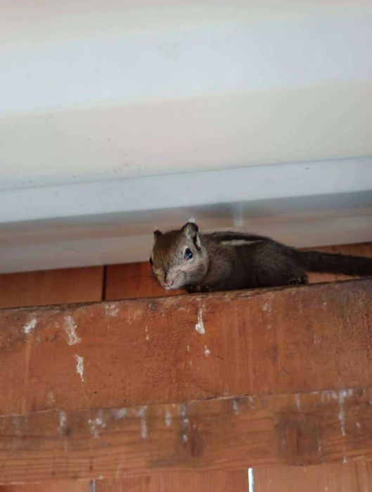 Wiewiórka Wiewiórki chińskie