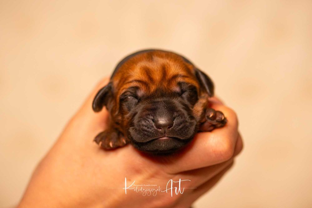 Rhodesian Ridgeback - po Championach - metryka ZKwP/FCI