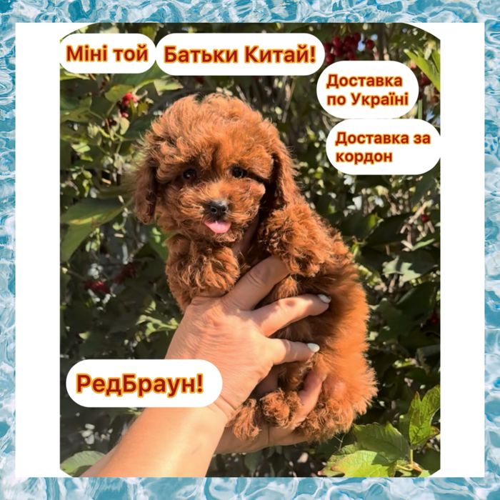 _Яскравий міні Тойчик редбраун . Батьки Китай!
