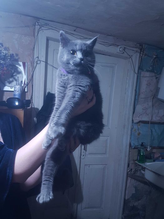 Віддам гарненьку кішечку у хороші руки