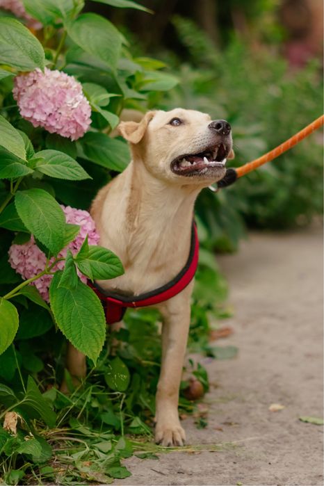 Невеличкий та розумний цуцик Майкі  в добрі руки!