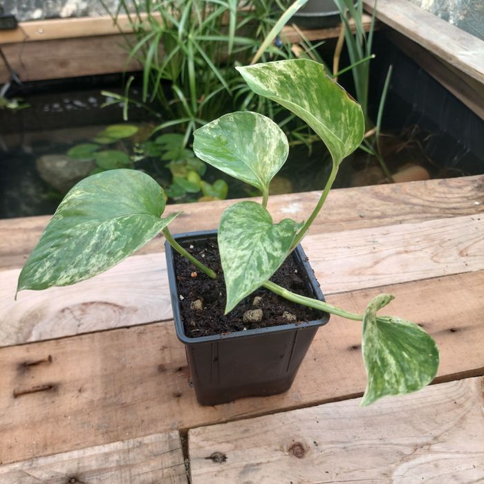 Plantas para terrarios