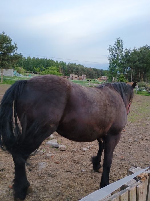 Sprzedam koniowate zimnokrwiste