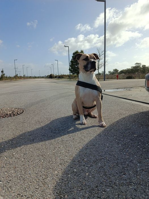 American Staffordshire