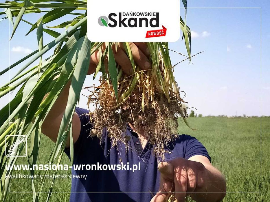 Żyto ozime Dańkowskie SKAND