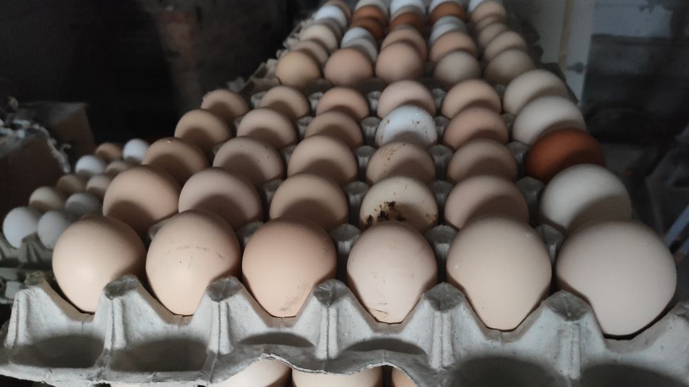 Продам яйця курячі домашні