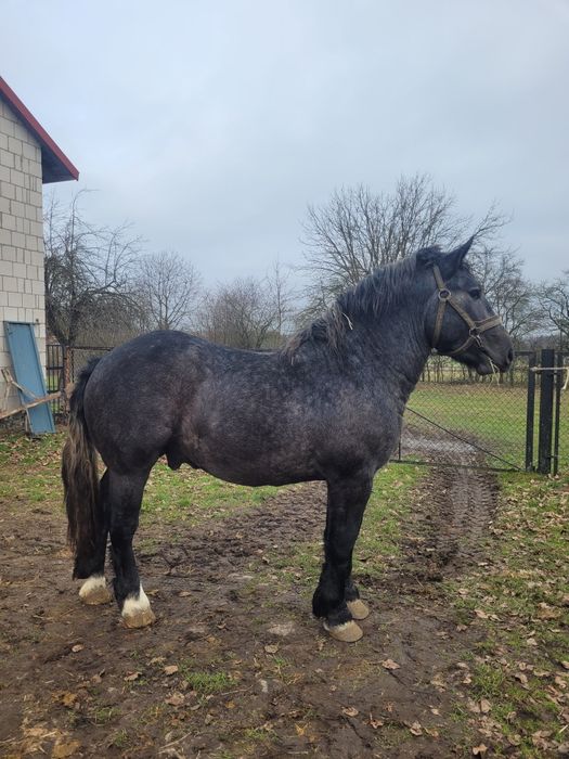 Ogierek zimnokrwisty siwy