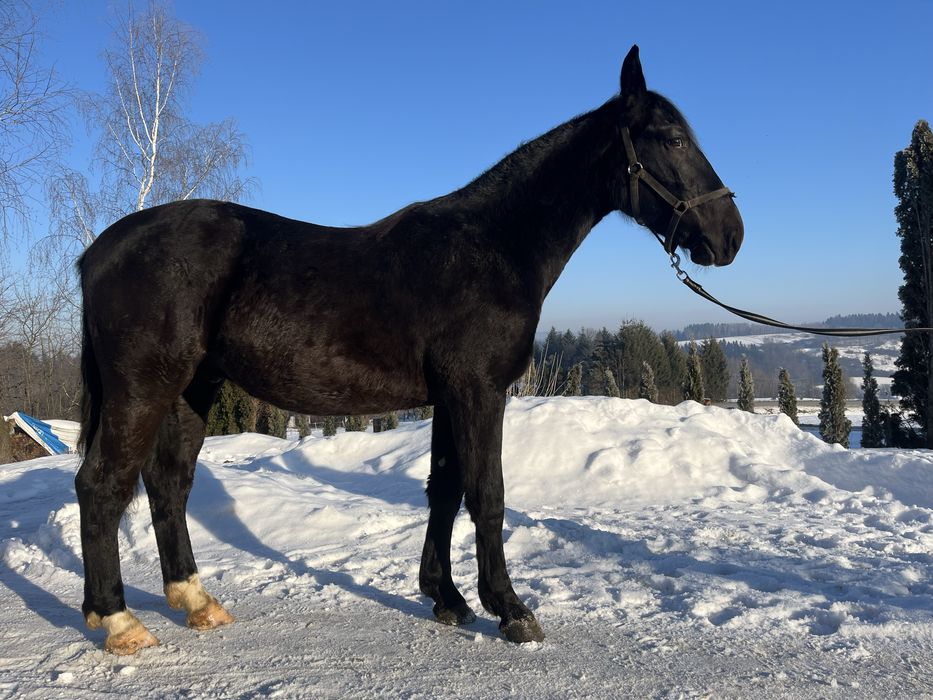 Ogier śląski Largo