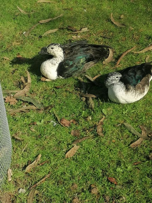 Casal de patos Sarkidiornis adultos