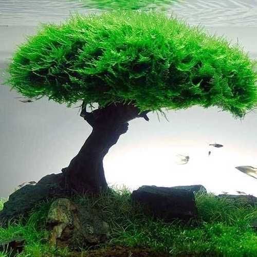 Musgo Christmas Moss – Planta aquática