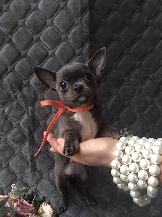 Чіхуа гарні гени