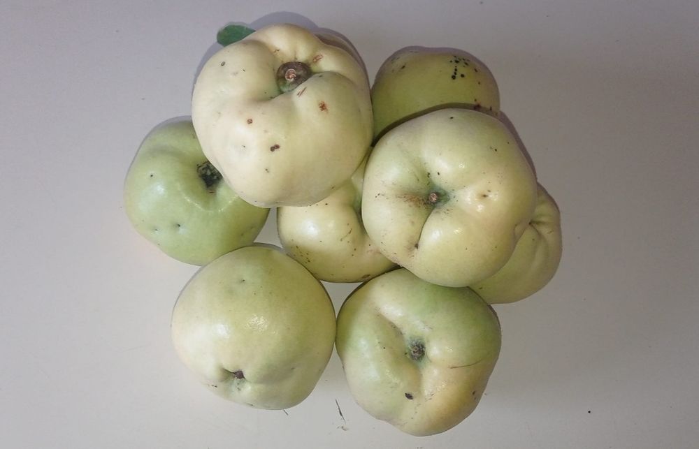 Vendo Marmelos em quantidade