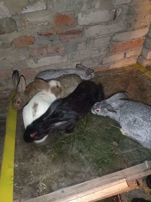 Продаються  кролики
