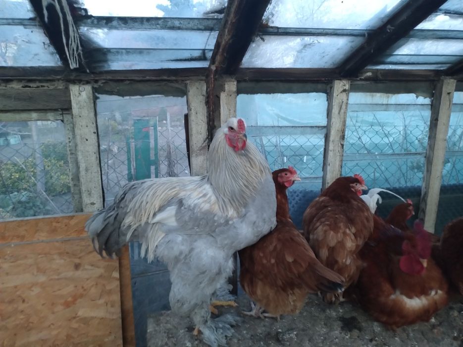 Brahma, Brakle,silki