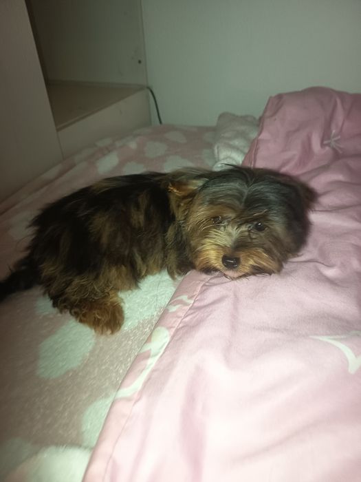Yorkshire Terrier biewer arlequim miniatura com 4 meses 1kilo e 200