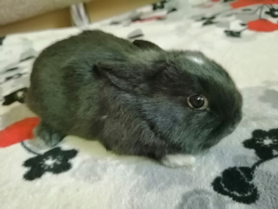 Декоративні кроленята