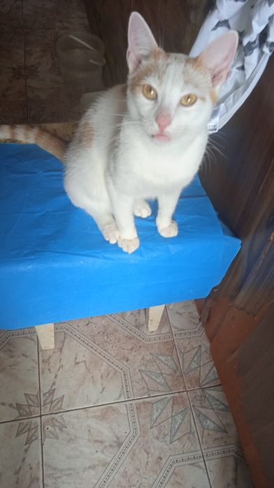 Хлопчик кастрований білосніжний