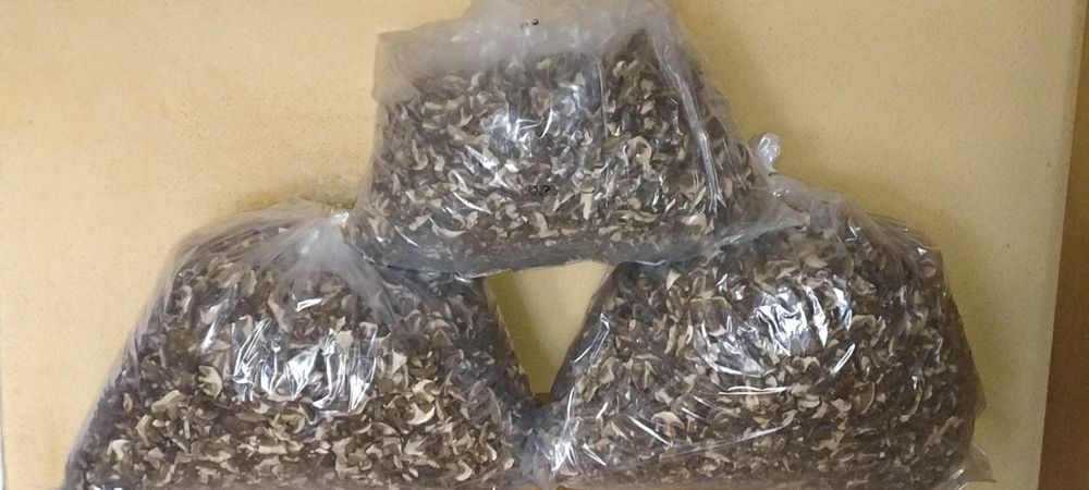 Suszone    Grzyby     2025