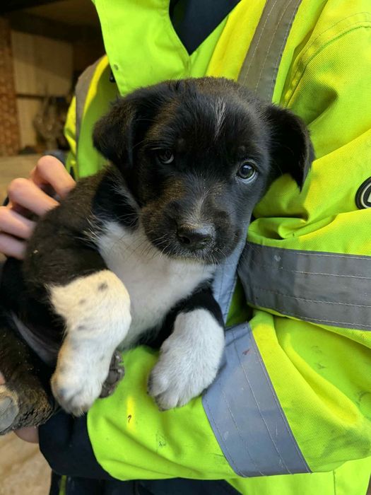 Oddam pieski za darmo