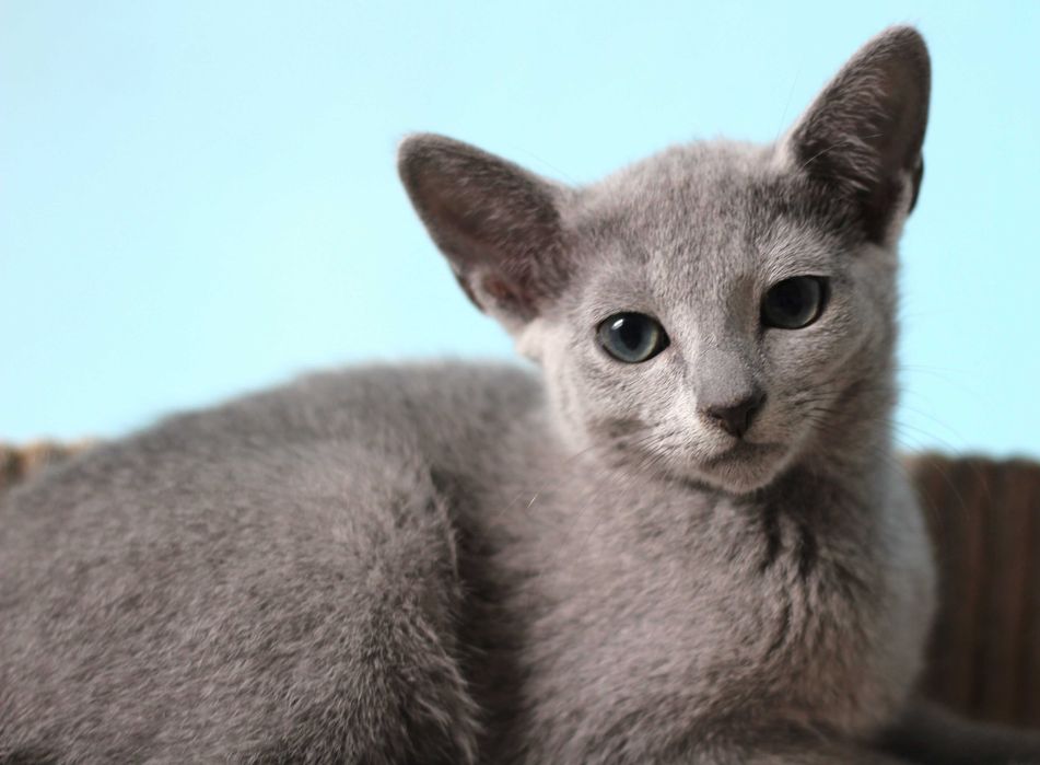 kotka rosyjska niebieska - IV 2025