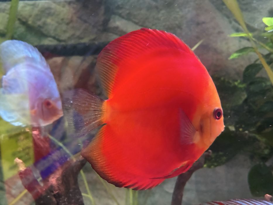 Discu Red Melon 11/12cm