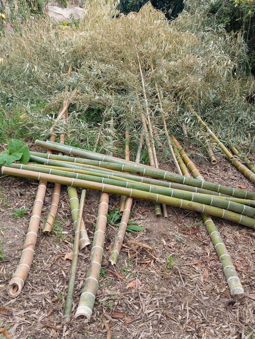 Vendo canas de bambu